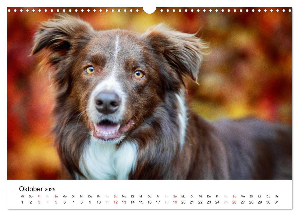 Bild: 9783435577750 | Border Collies 2025 (Wandkalender 2025 DIN A3 quer), CALVENDO...