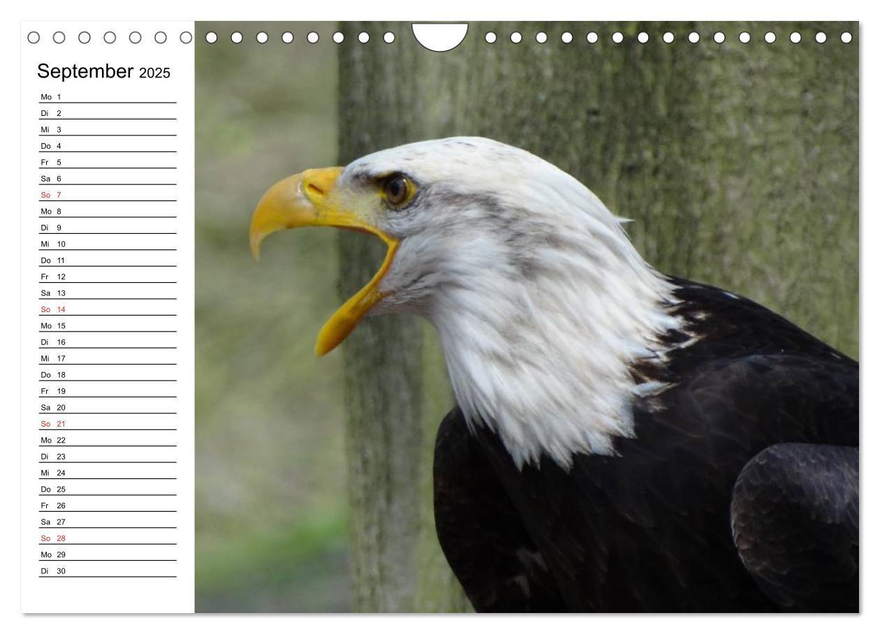 Bild: 9783435510337 | Weißkopfseeadler. Symbol der Freiheit (Wandkalender 2025 DIN A4...