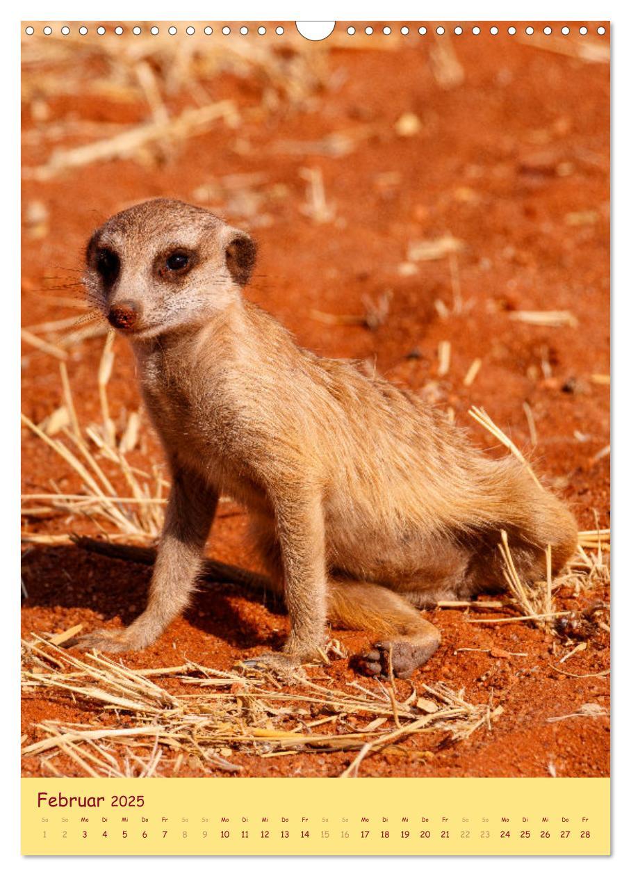 Bild: 9783435853687 | Erdmännchen - Eine Kolonie in der Kalahari (Wandkalender 2025 DIN...