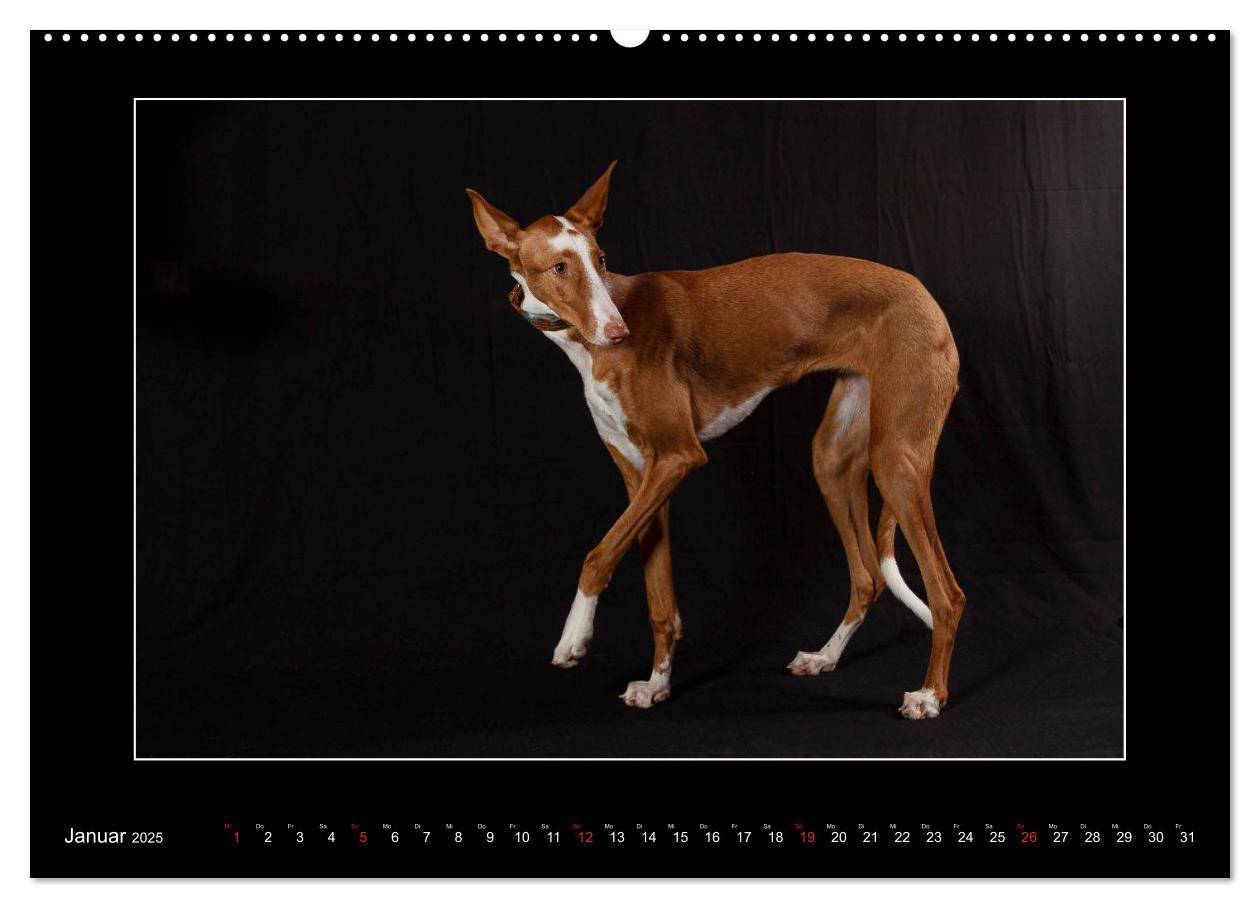 Bild: 9783435176809 | Windhunde - Schnelle Schönheiten (Wandkalender 2025 DIN A2 quer),...