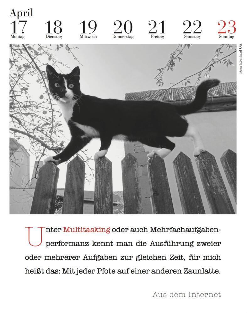 Bild: 9783895617584 | Der literarische Katzenkalender 2024 | Julia Bachstein | Kalender