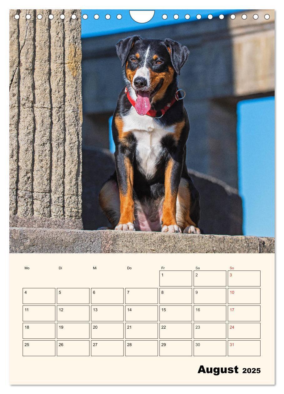 Bild: 9783435936939 | Appenzeller Sennenhund - Mit Plan durch das Jahr (Wandkalender 2025...