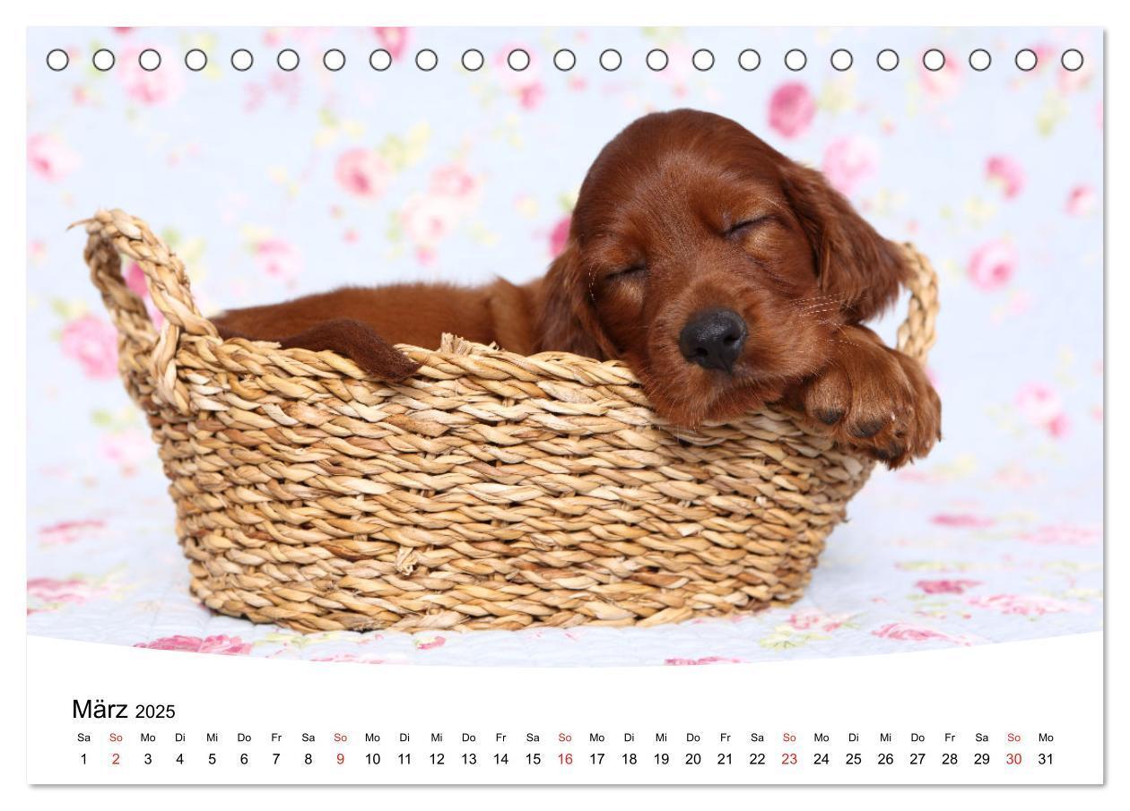 Bild: 9783435159857 | Süße Träume 2025 - schlafende Hundewelpen (Tischkalender 2025 DIN...