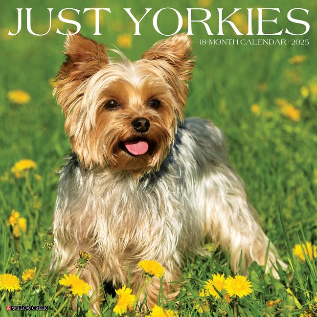 Cover: 9781549245558 | Just Yorkies 2025 12 X 12 Wall Calendar | Willow Creek Press | 2025