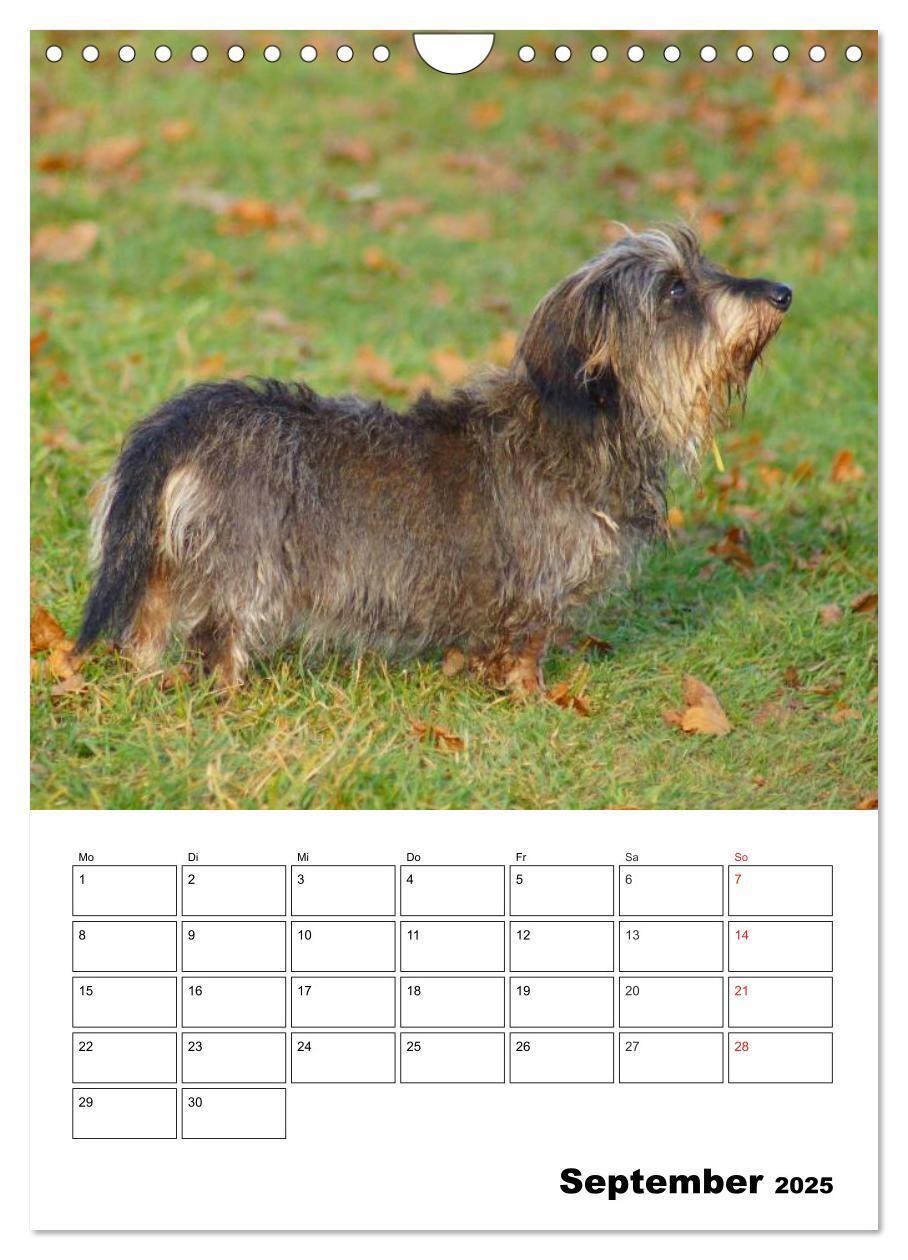 Bild: 9783457008522 | Liebenswerte Zwergrauhaardackel (Wandkalender 2025 DIN A4 hoch),...