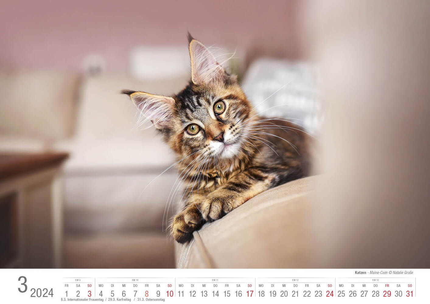 Bild: 9783965352001 | Katzen 2024 Bildkalender A3 quer - Natalie Große | Holger Klaes | 2024