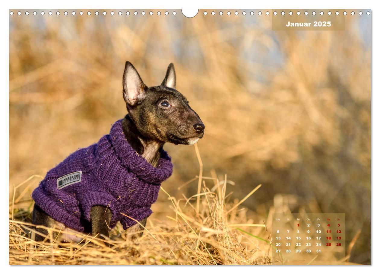 Bild: 9783435341122 | Bullterrier 2025 Frech und fröhlich durch das Jahr (Wandkalender...