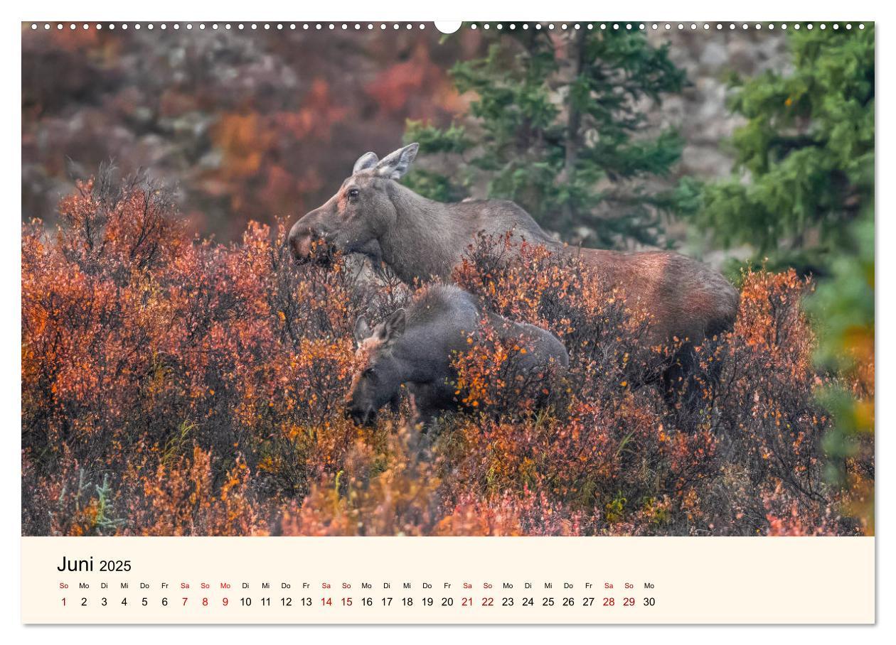 Bild: 9783435128129 | Der Elch - König des Nordens (hochwertiger Premium Wandkalender...