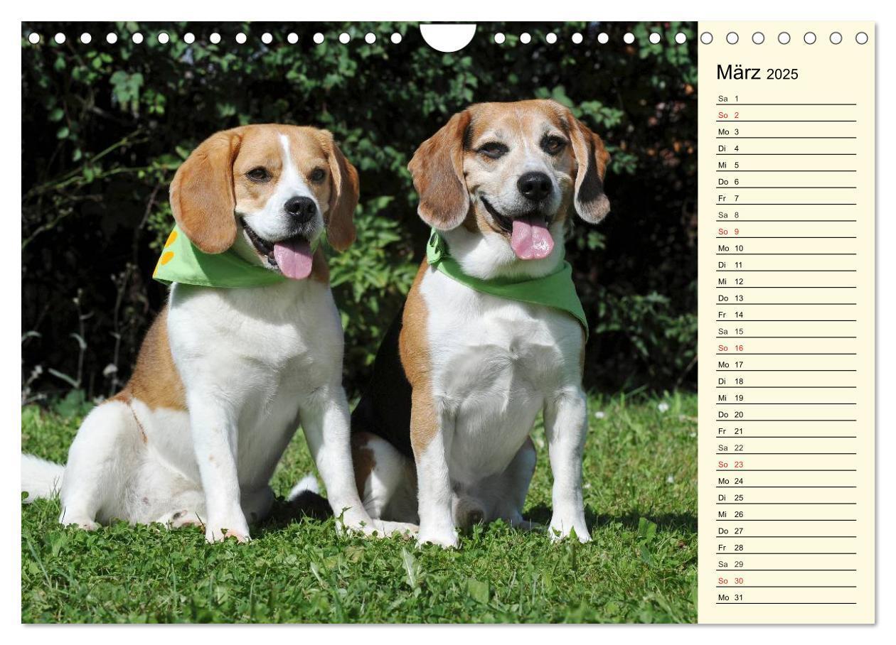 Bild: 9783435541683 | Beagle - Herz auf 4 Pfoten (Wandkalender 2025 DIN A4 quer),...