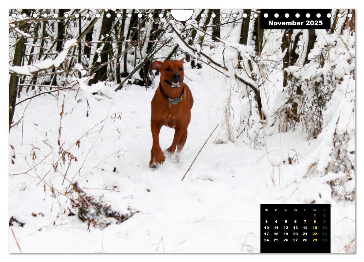 Bild: 9783383939686 | Rhodesian Ridgeback, Charmante Herzensbrecher (Wandkalender 2025...