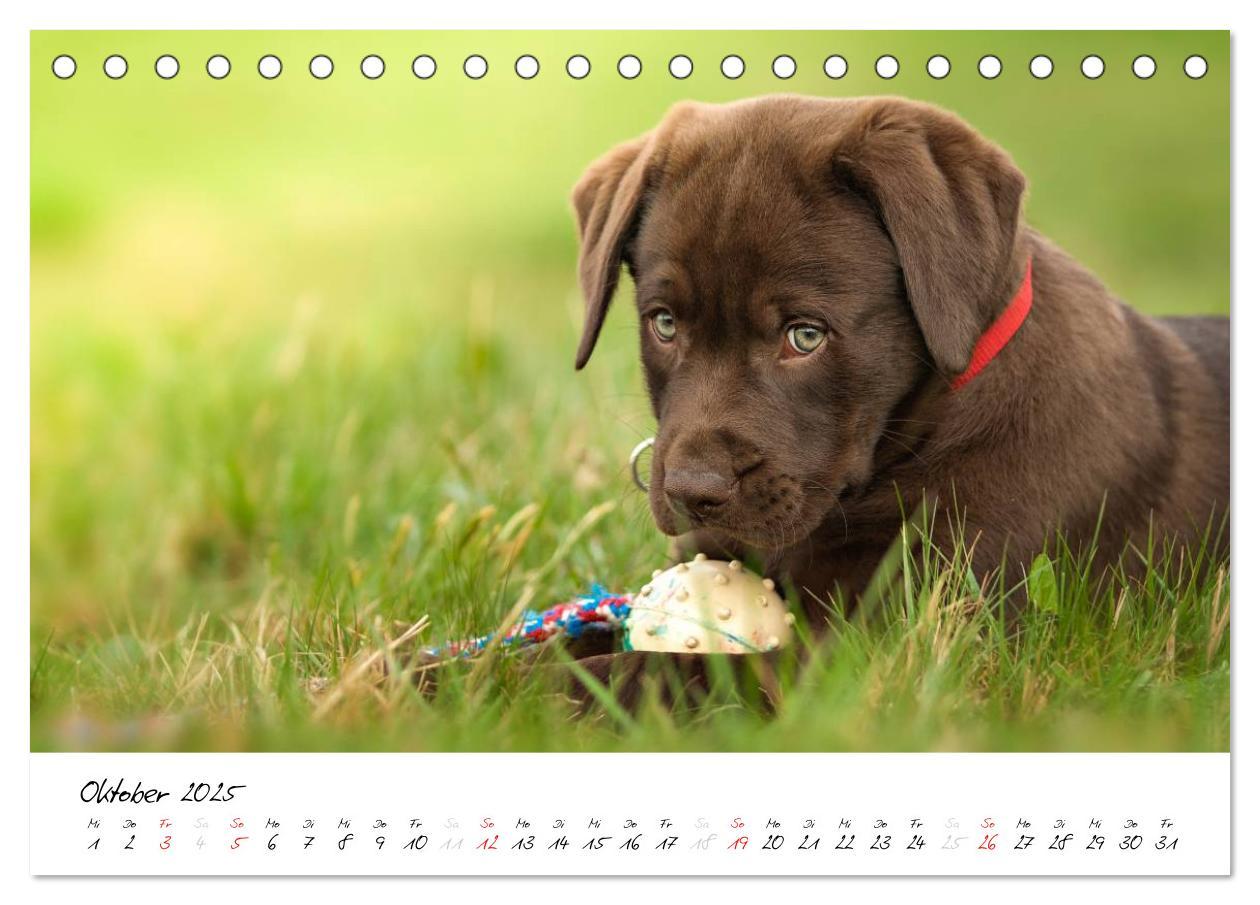 Bild: 9783435714353 | Labrador Welpe - Seelenhund (Tischkalender 2025 DIN A5 quer),...