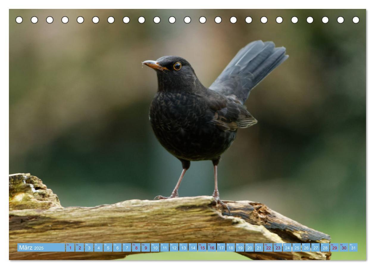 Bild: 9783435022748 | Amsel - Schwarzdrossel fotografiert von Ostfriesenfotografie...