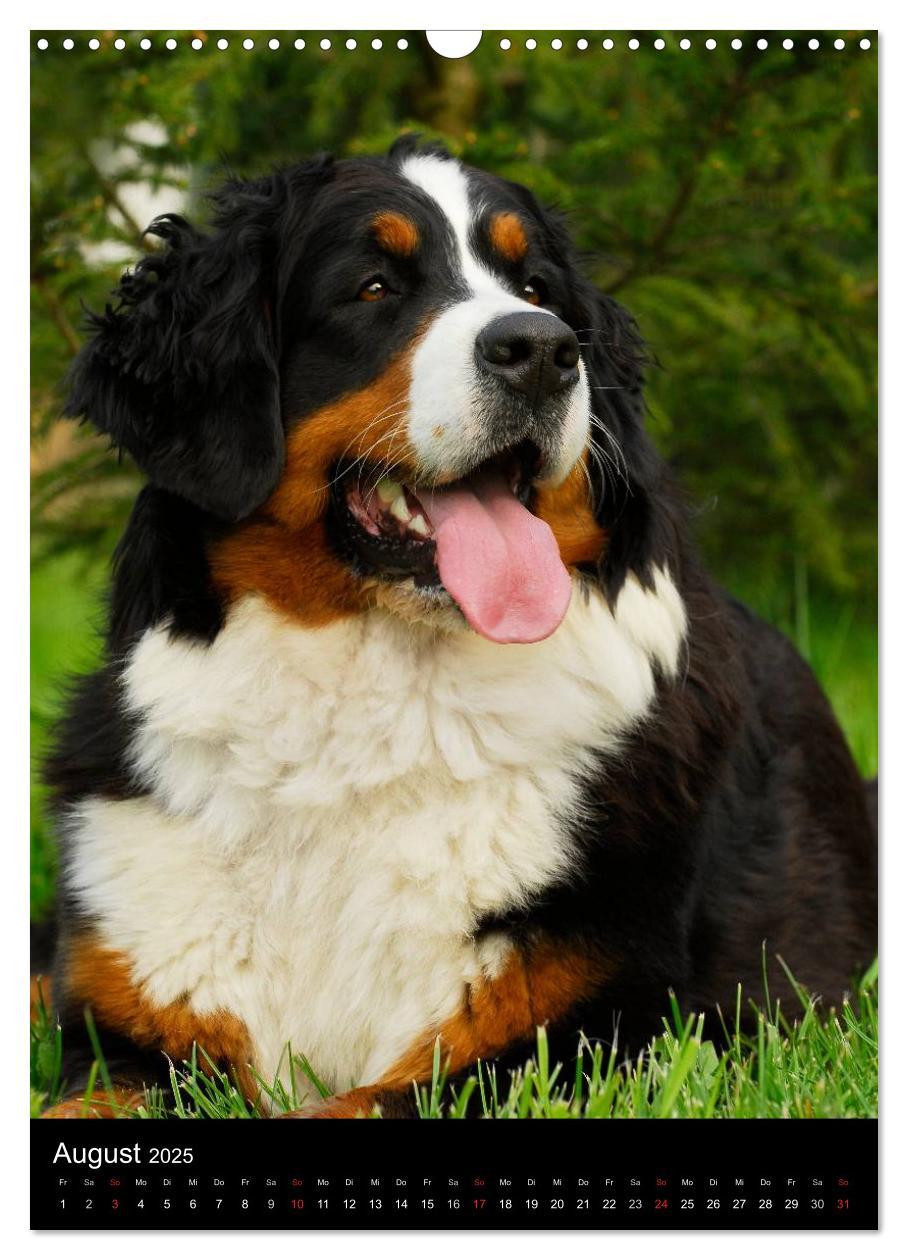 Bild: 9783457069172 | Berner Sennenhund 2025 (Wandkalender 2025 DIN A3 hoch), CALVENDO...