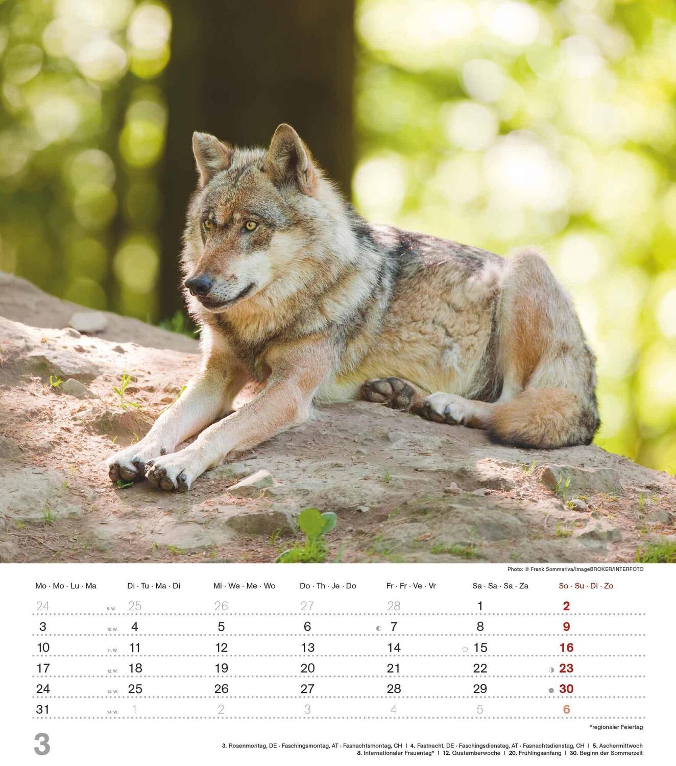 Bild: 4251732342166 | Mythos Wolf 2025 - Foto-Kalender - Wand-Kalender - 30x34 | Wild Wolves