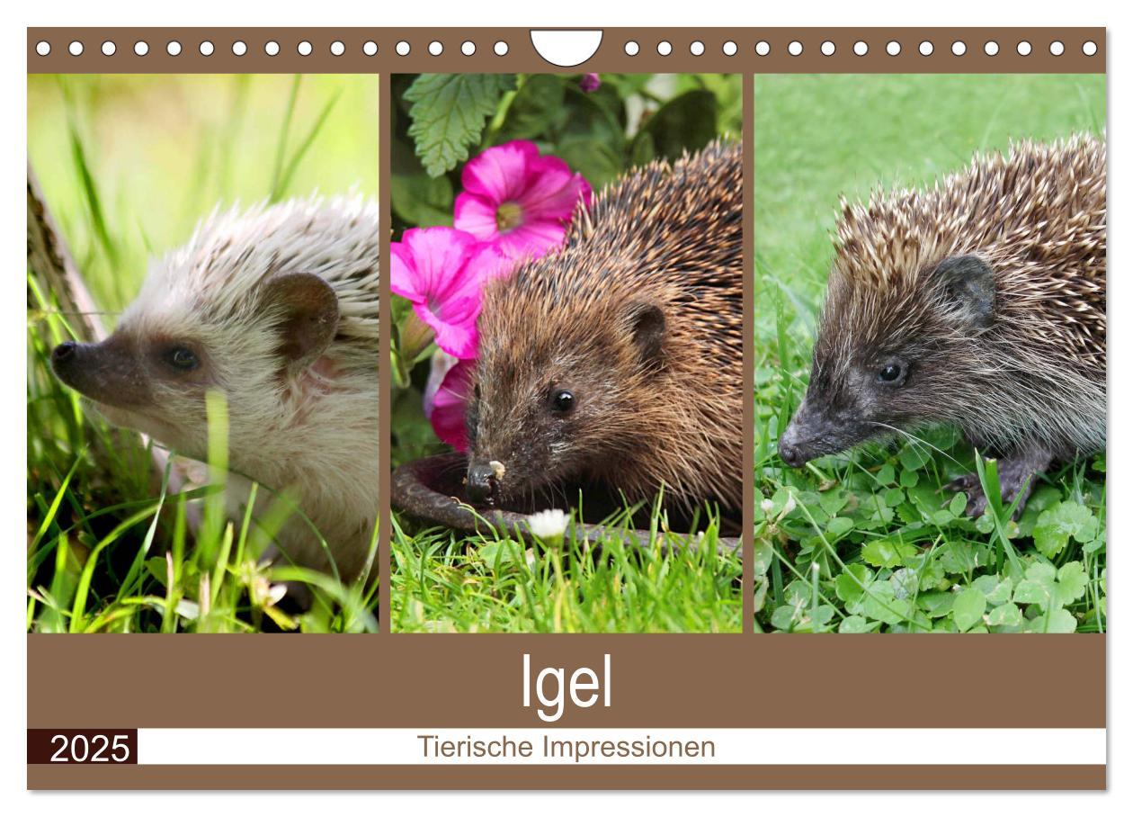 Cover: 9783435473052 | Igel 2025. Tierische Impressionen (Wandkalender 2025 DIN A4 quer),...