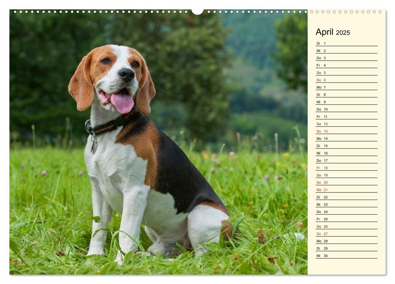 Bild: 9783435540884 | Beagle - Herz auf 4 Pfoten (Wandkalender 2025 DIN A2 quer),...