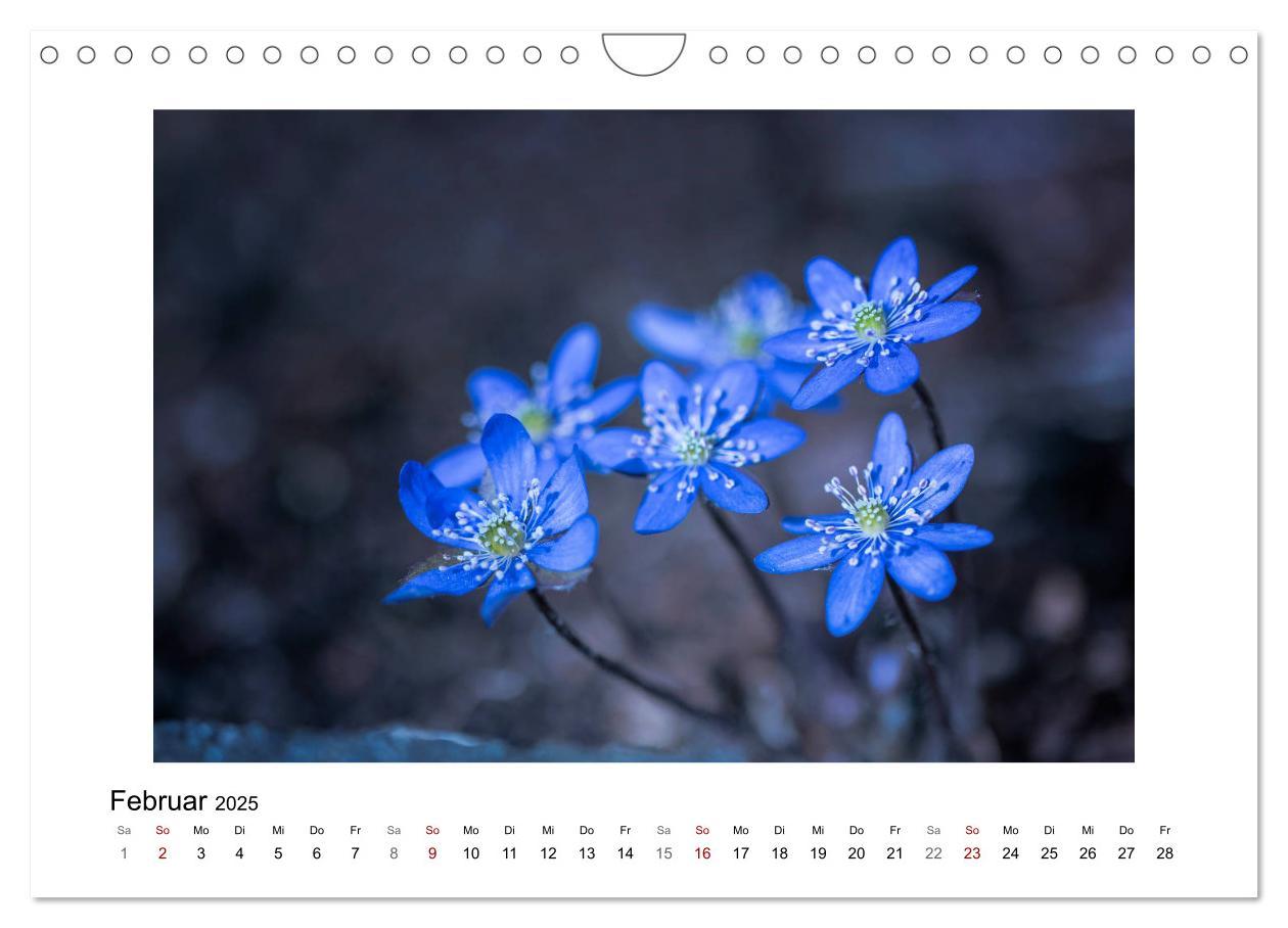 Bild: 9783435301355 | Blauer Blütentraum (Wandkalender 2025 DIN A4 quer), CALVENDO...