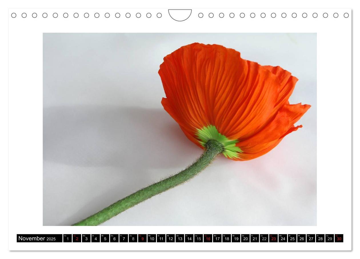 Bild: 9783435617517 | Mohn im Porträt (Wandkalender 2025 DIN A4 quer), CALVENDO...