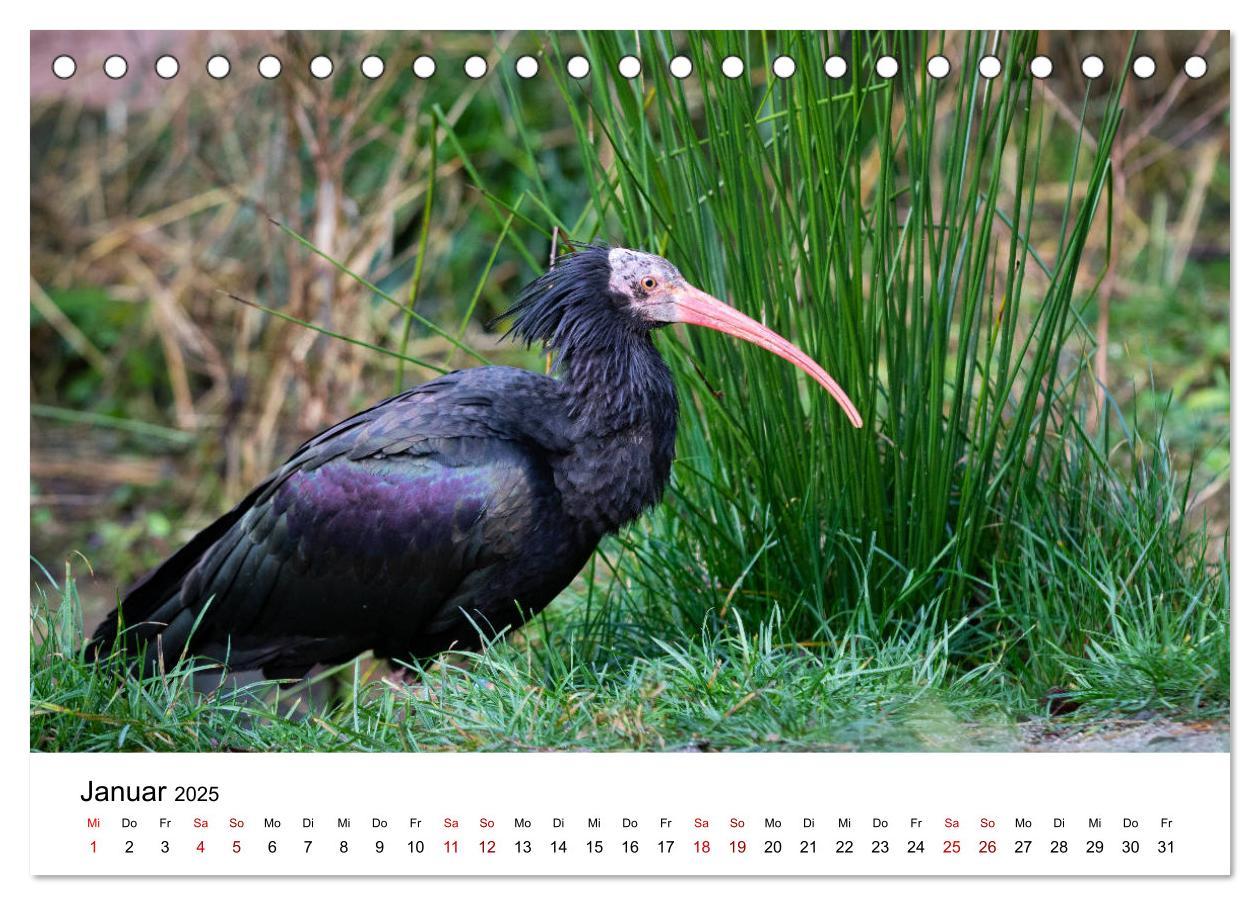 Bild: 9783435135714 | Der Waldrapp - Ein skurriler Vogel (Tischkalender 2025 DIN A5...