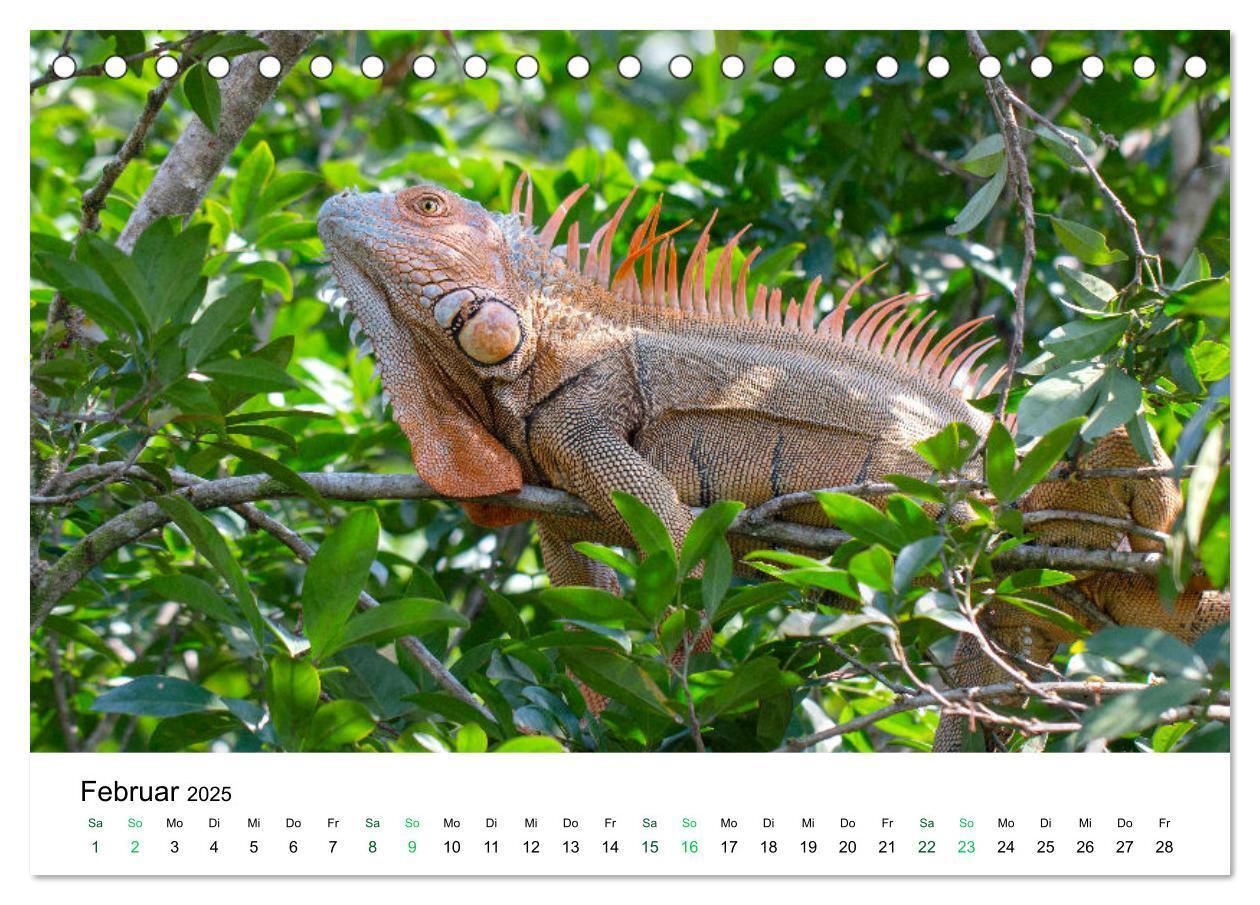 Bild: 9783383977138 | Costa Rica - Tropische Tierwelt (Tischkalender 2025 DIN A5 quer),...