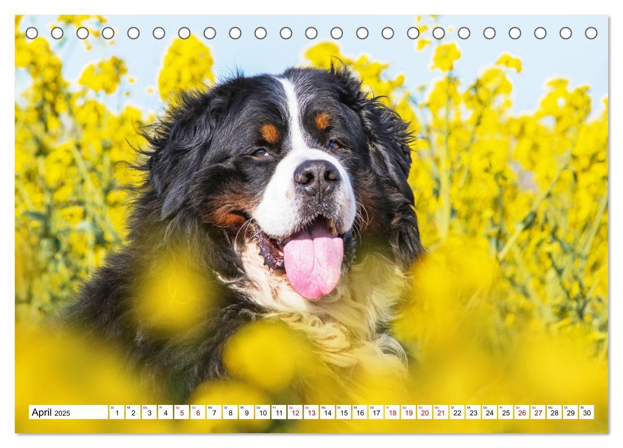 Bild: 9783383924279 | Berner Sennenhund - Eine Liebe für´s Leben (Tischkalender 2025 DIN...