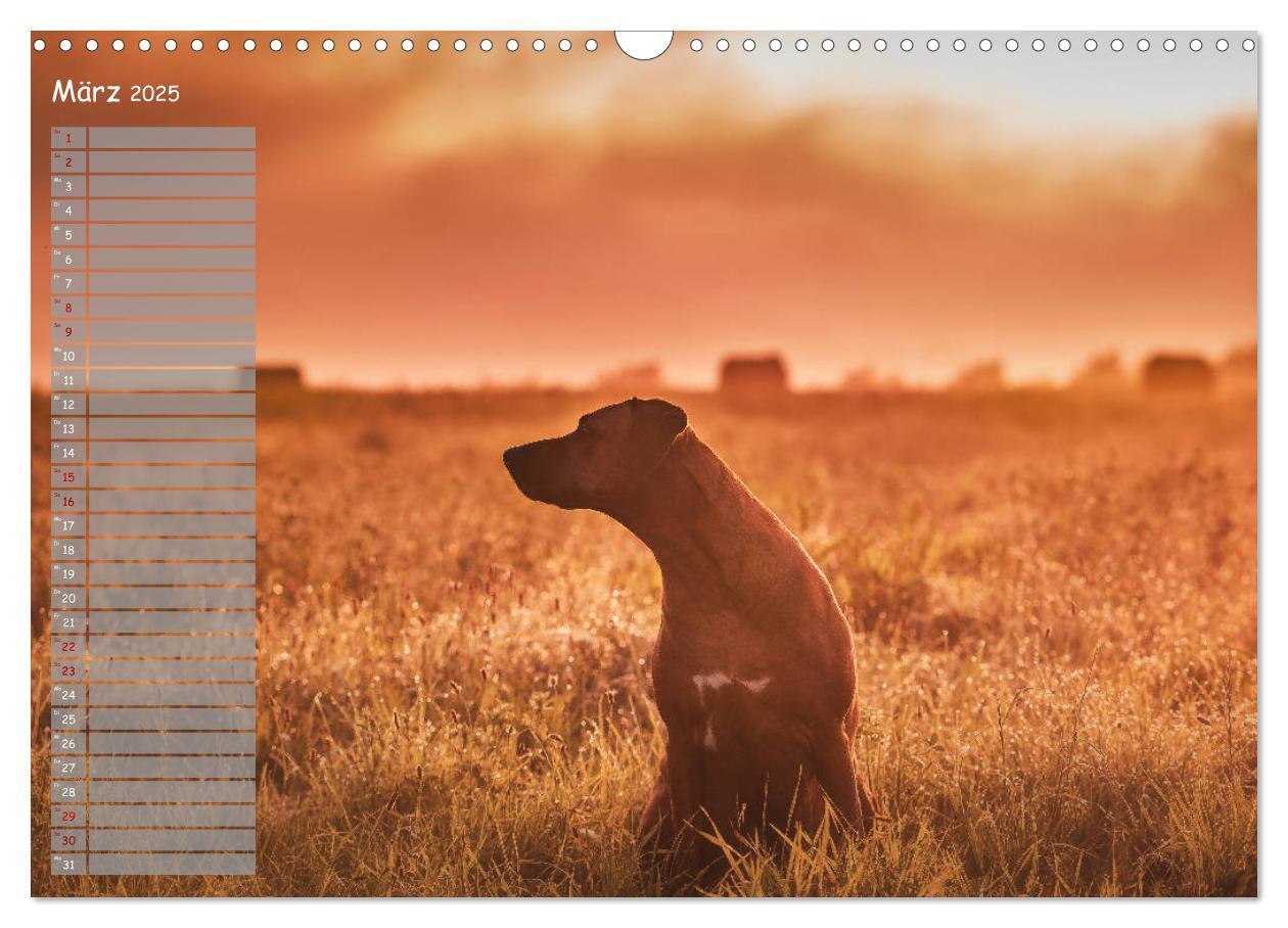 Bild: 9783435358267 | Rhodesian Ridgeback - Herzen auf vier Pfoten (Wandkalender 2025 DIN...