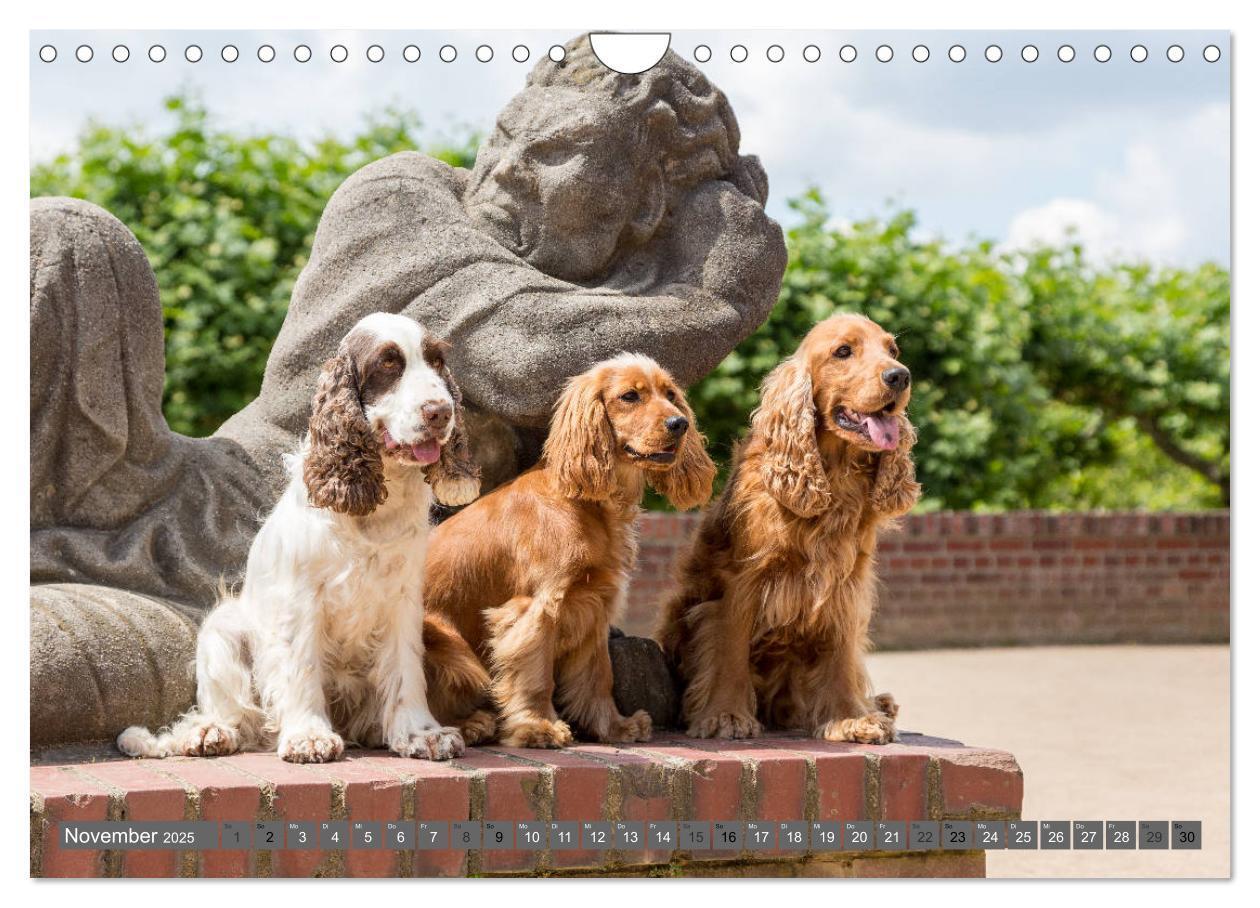 Bild: 9783435447930 | English Cocker Spaniels - Ein Spaziergang im Park (Wandkalender...