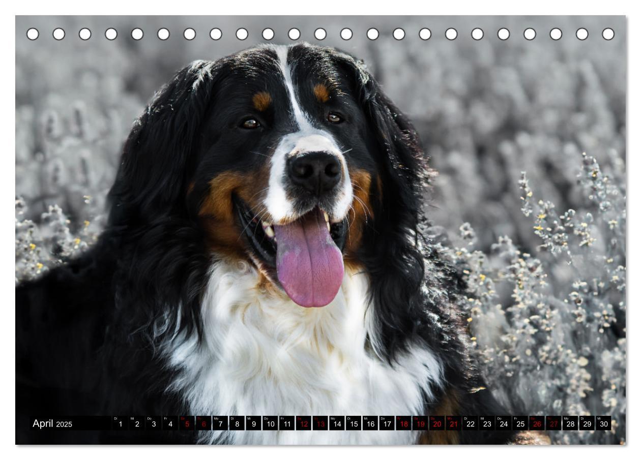 Bild: 9783457182666 | Berner Sennenhunde - Faszinierende Herzensbrecher (Tischkalender...