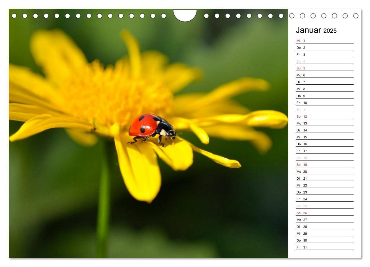 Bild: 9783435787418 | Marienkäfer 2025 (Wandkalender 2025 DIN A4 quer), CALVENDO...