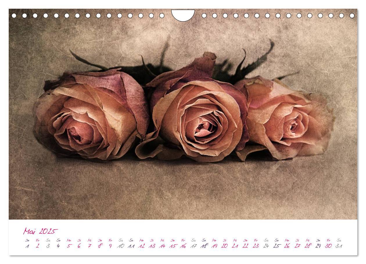 Bild: 9783435831036 | Momente in Rosa (Wandkalender 2025 DIN A4 quer), CALVENDO...