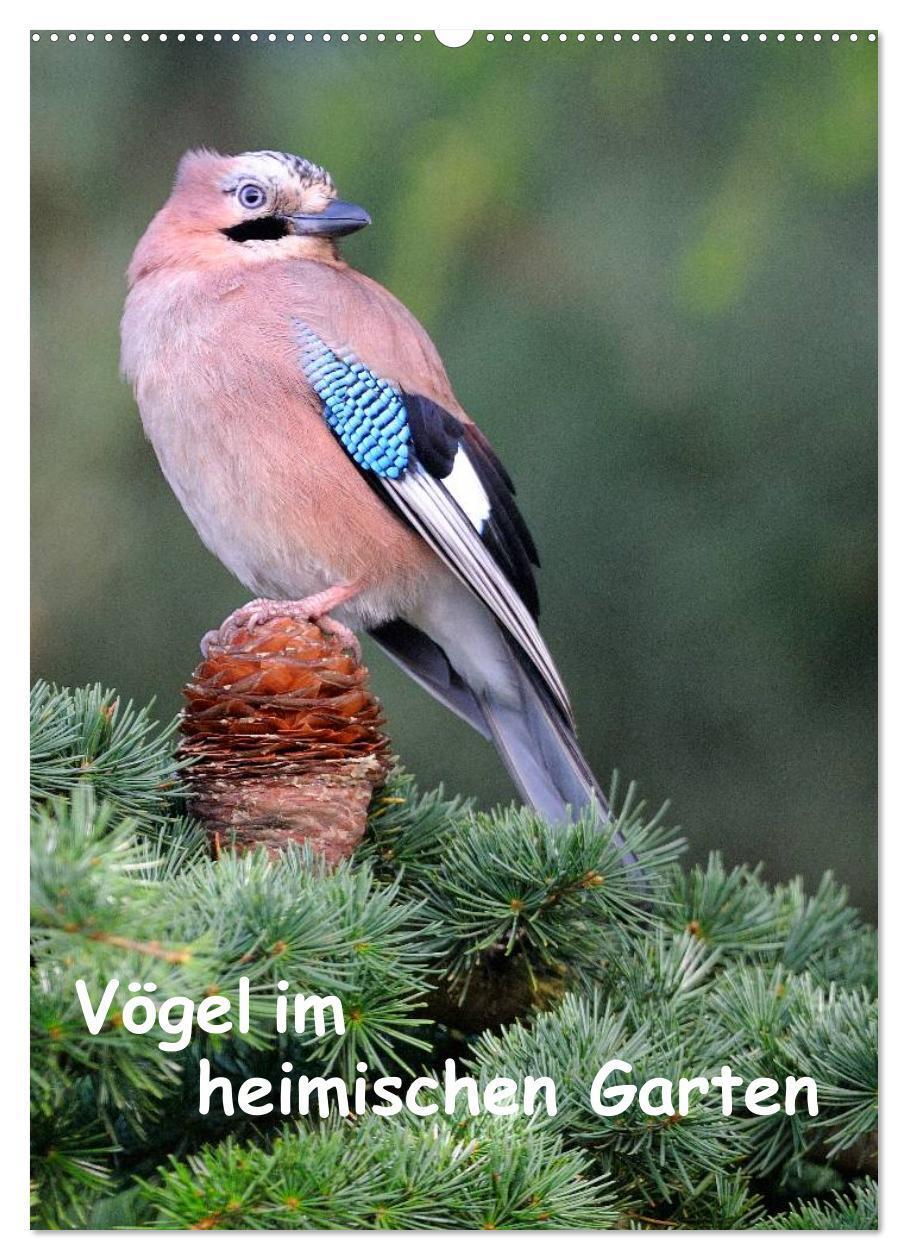 Cover: 9783457042342 | Vögel im heimischen Garten (Wandkalender 2025 DIN A2 hoch),...