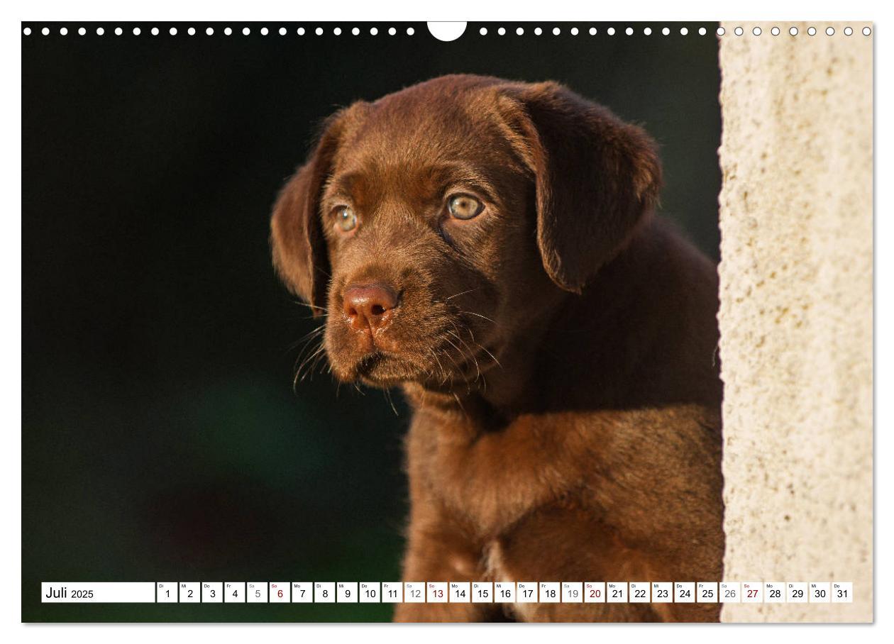 Bild: 9783435312658 | Freund auf 4 Pfoten - Labrador Retriever (Wandkalender 2025 DIN A3...