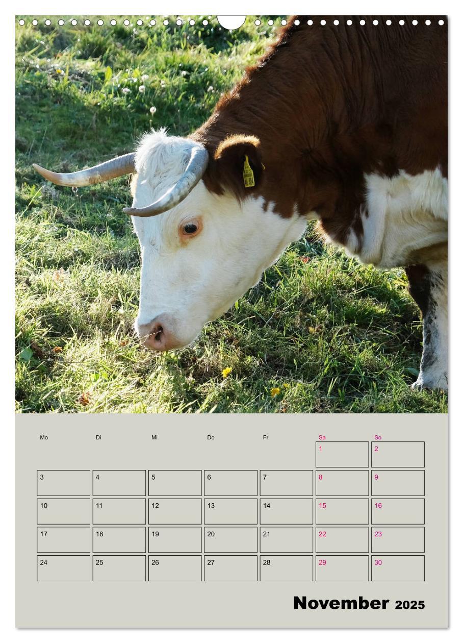 Bild: 9783435970049 | Kuhportraits Hornkühe (Wandkalender 2025 DIN A3 hoch), CALVENDO...