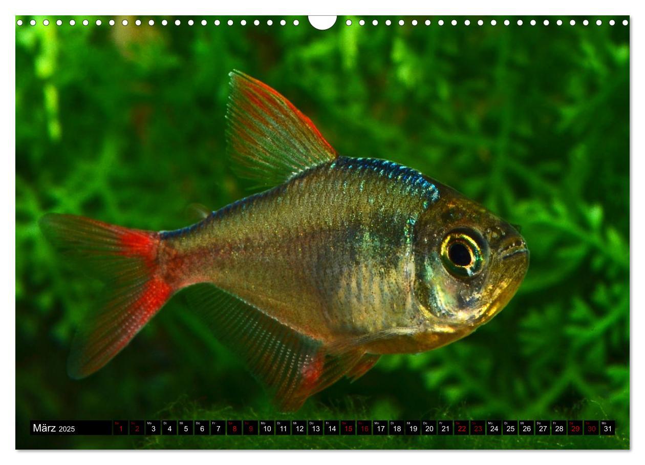 Bild: 9783383905407 | Beliebte Fische der Welt (Wandkalender 2025 DIN A3 quer), CALVENDO...