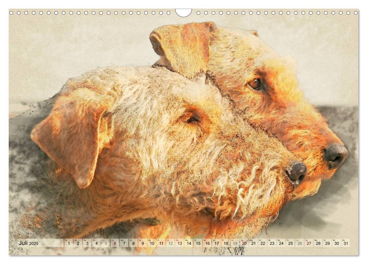 Bild: 9783435627264 | Airedale Terrier 2025 (Wandkalender 2025 DIN A3 quer), CALVENDO...