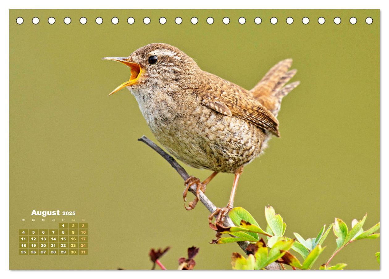 Bild: 9783383875182 | Amsel, Fink und Star: Heimische Vögel (Tischkalender 2025 DIN A5...