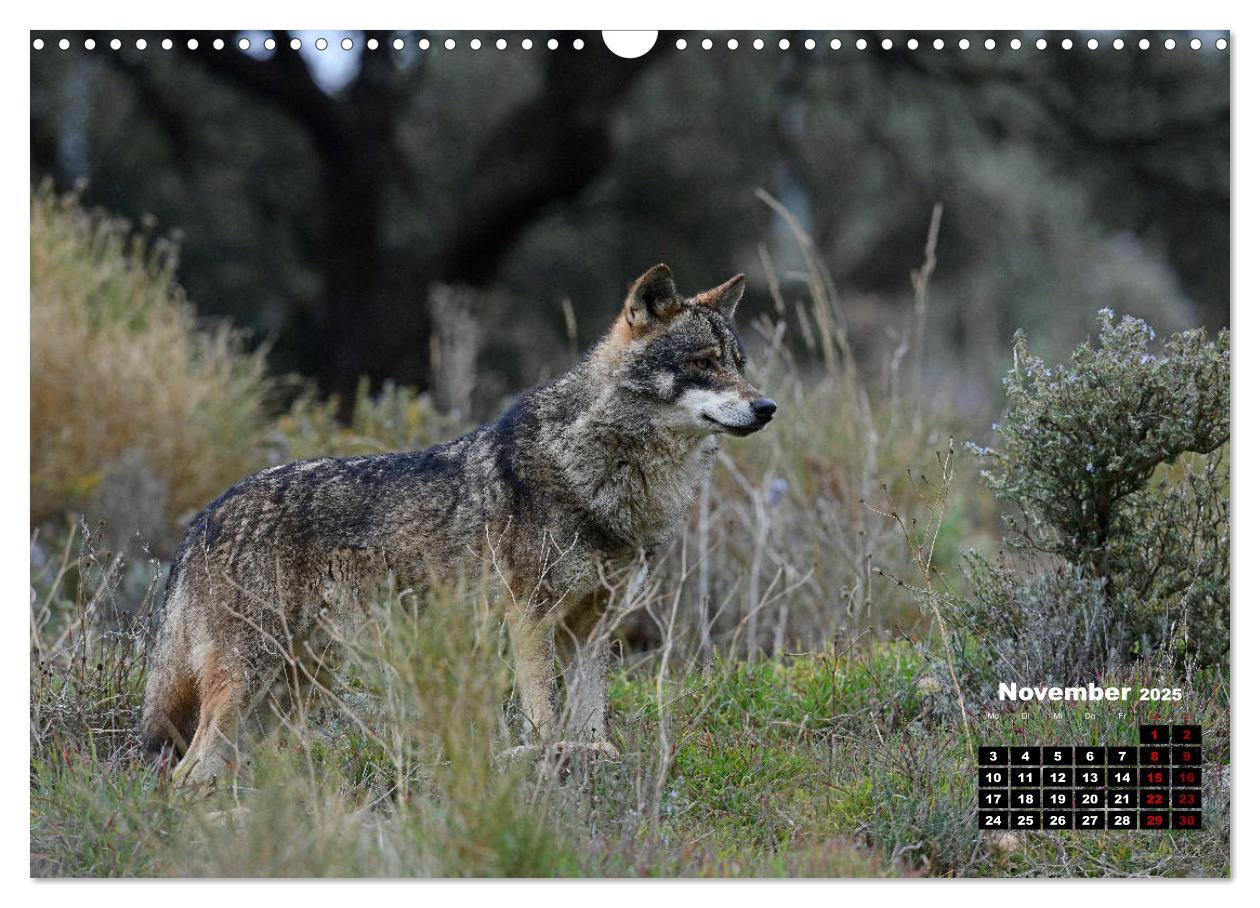 Bild: 9783435195701 | Willkommen Wolf (Wandkalender 2025 DIN A3 quer), CALVENDO...