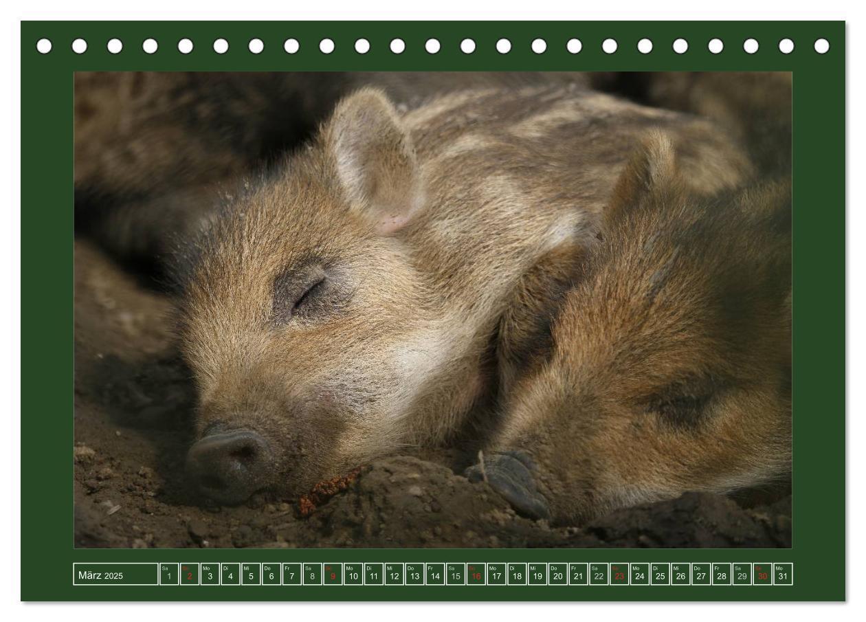 Bild: 9783435776429 | Schweinkram - Die Wildschweine sind los (Tischkalender 2025 DIN A5...