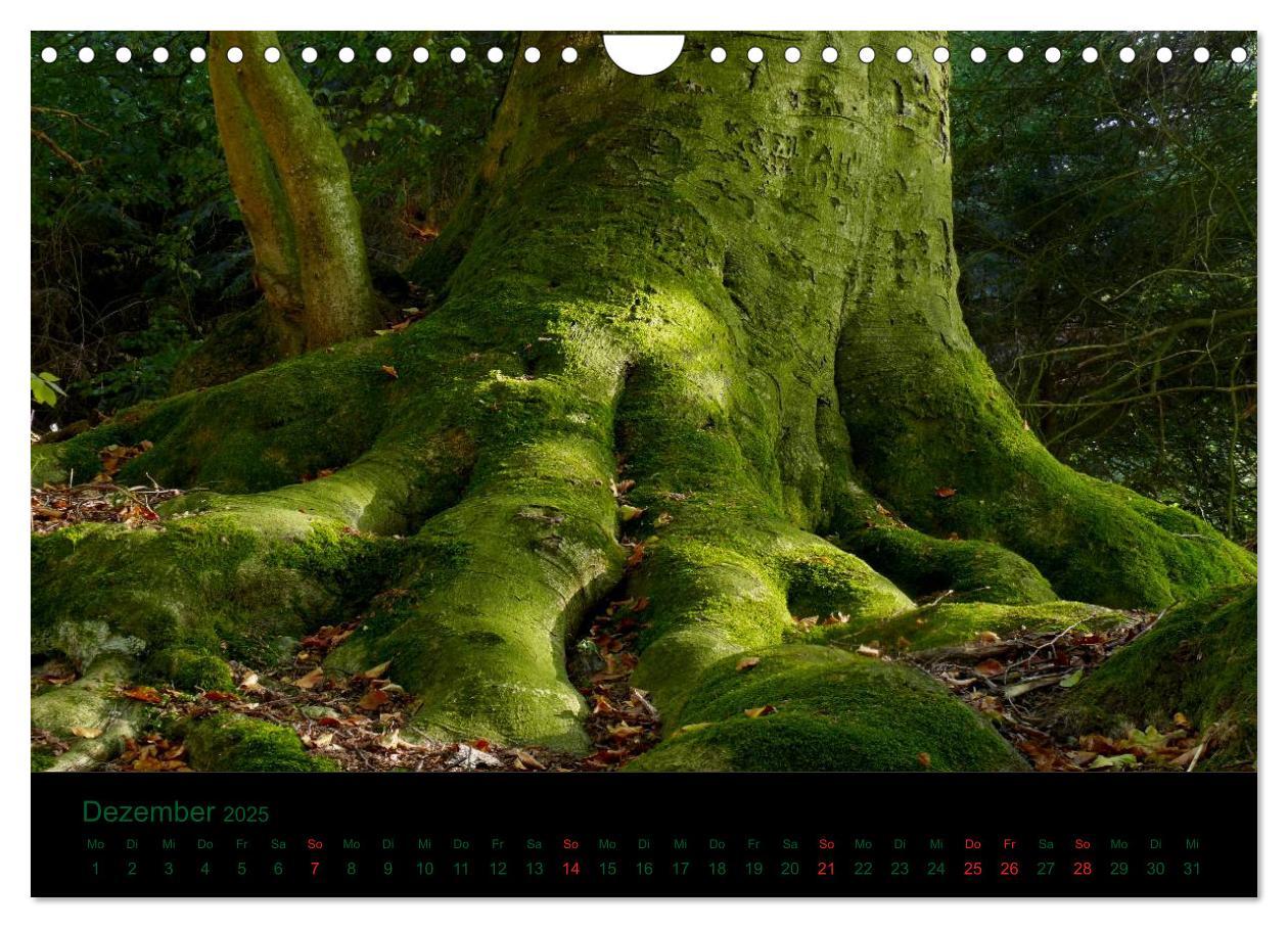 Bild: 9783435837137 | Wurzelwerke (Wandkalender 2025 DIN A4 quer), CALVENDO Monatskalender