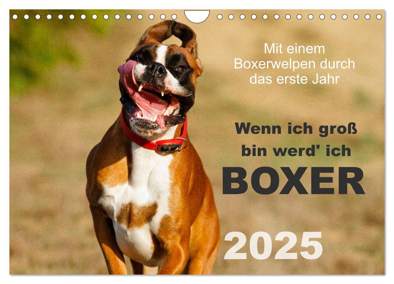 Cover: 9783435731534 | Wenn ich groß bin werd' ich Boxer (Wandkalender 2025 DIN A4 quer),...