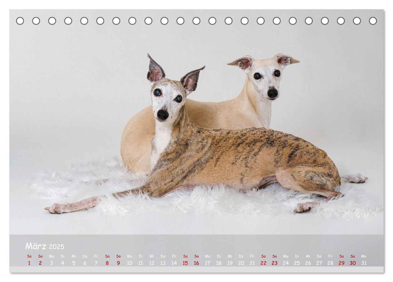 Bild: 9783383890536 | Whippets - Seelenhunde fürs Leben (Tischkalender 2025 DIN A5 quer),...