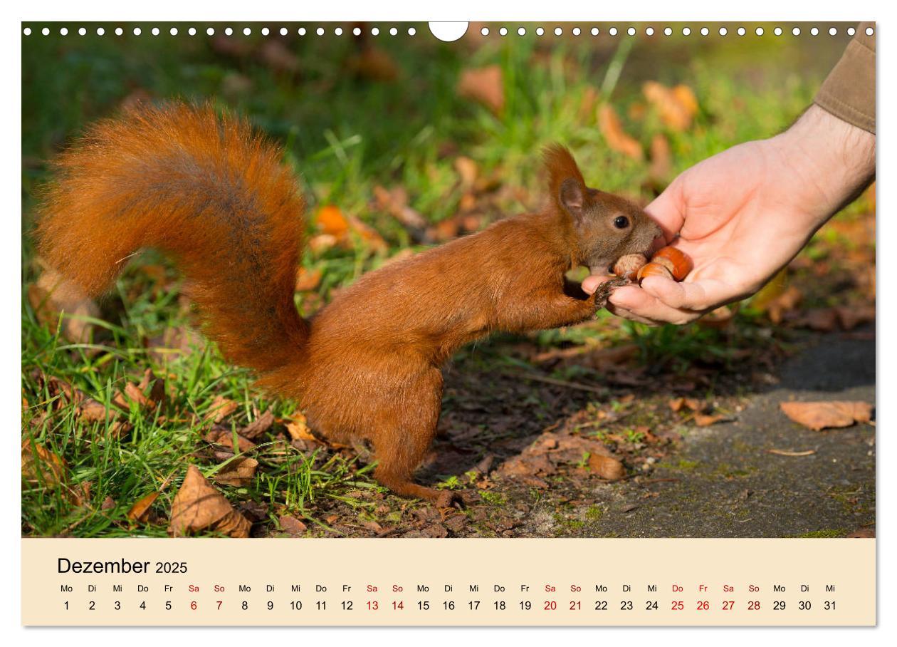 Bild: 9783435174492 | Eichhörnchen in Berlin (Wandkalender 2025 DIN A3 quer), CALVENDO...