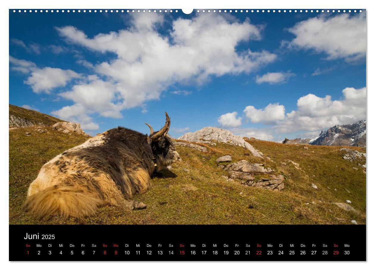 Bild: 9783435797097 | Tierkalender 2025 (Wandkalender 2025 DIN A2 quer), CALVENDO...