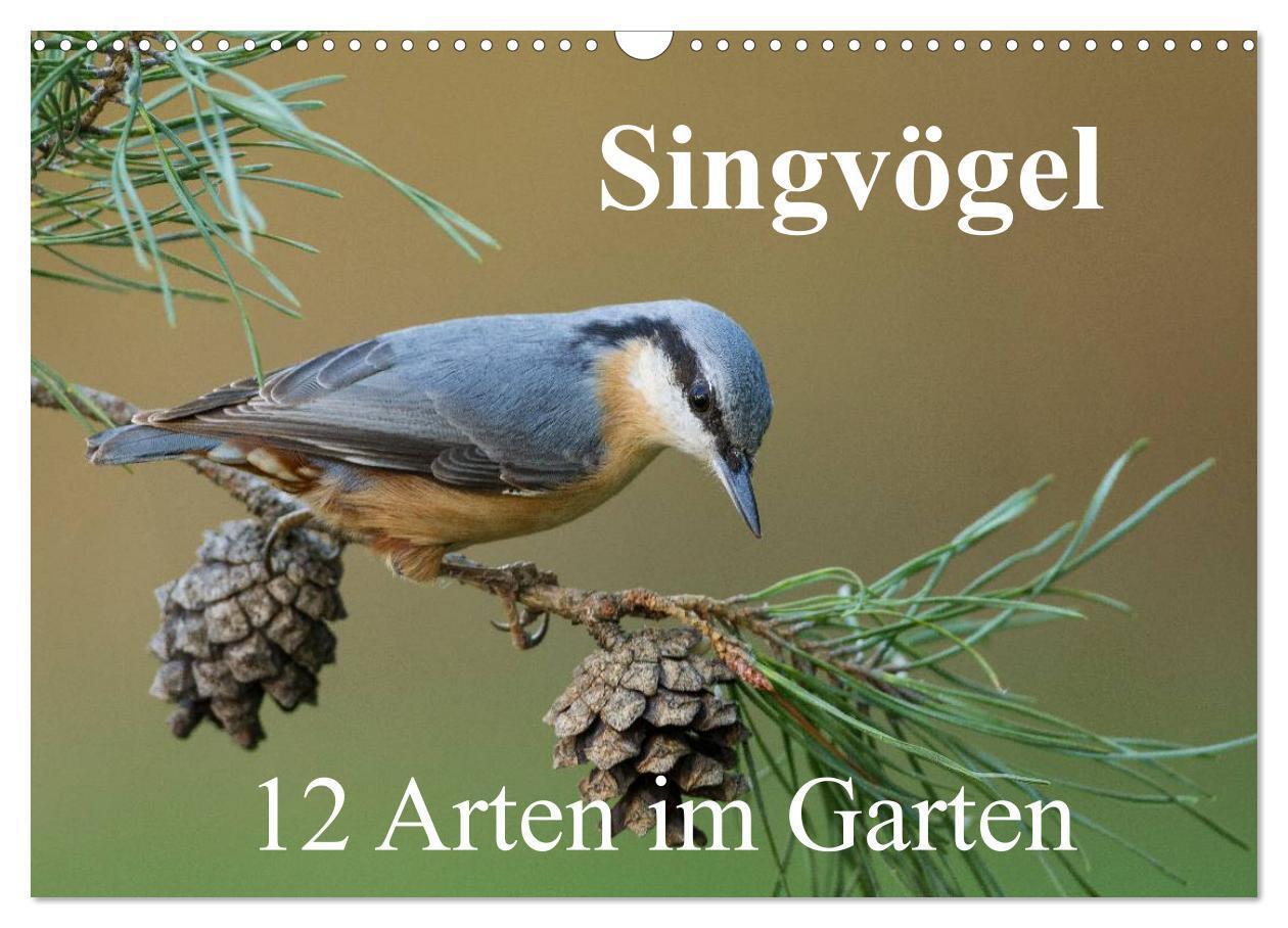 Cover: 9783435464357 | Singvögel - 12 Arten im Garten (Wandkalender 2025 DIN A3 quer),...