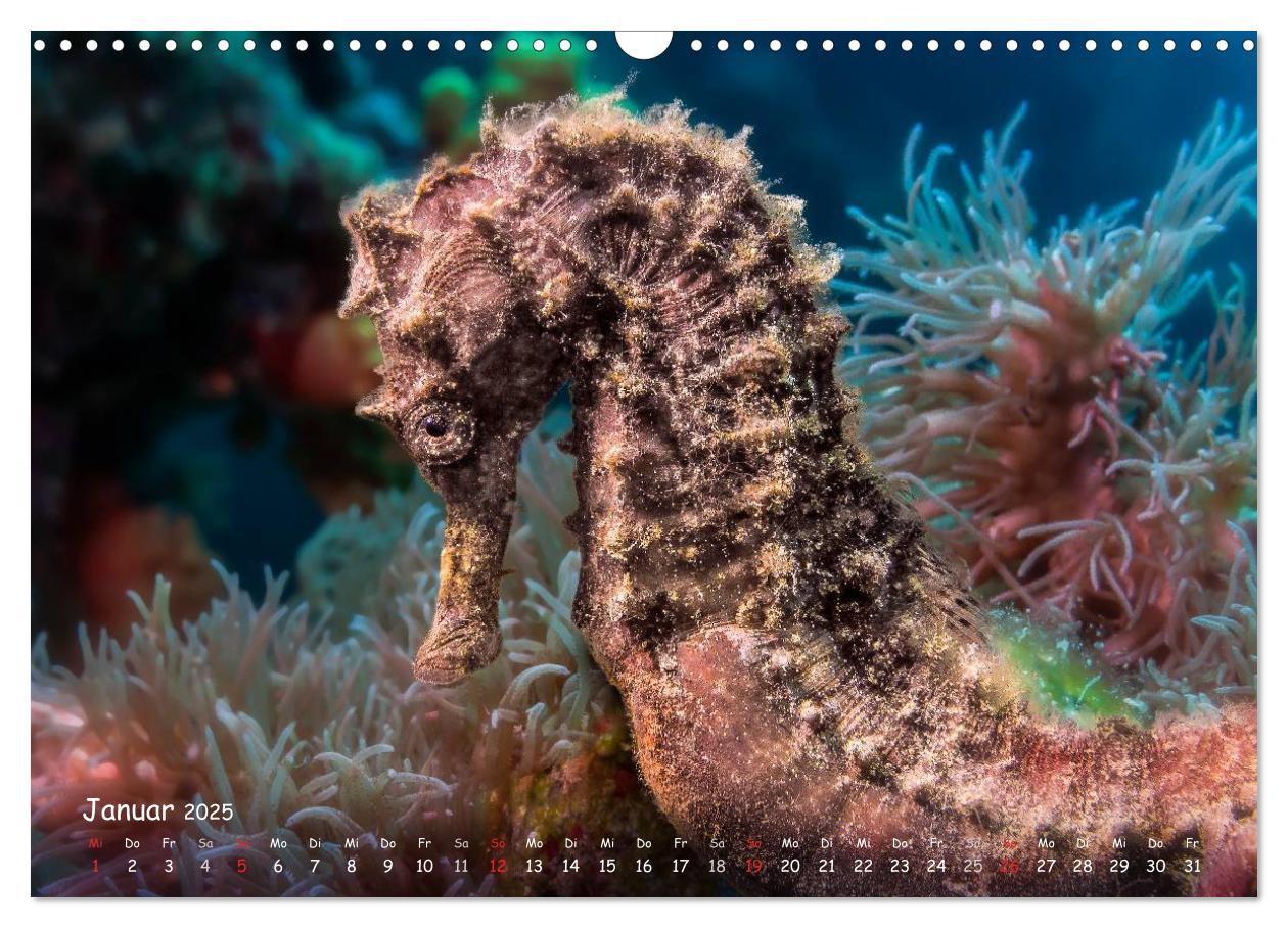 Bild: 9783435503797 | Hippocampus oder einfach nur Seepferdchen (Wandkalender 2025 DIN A3...