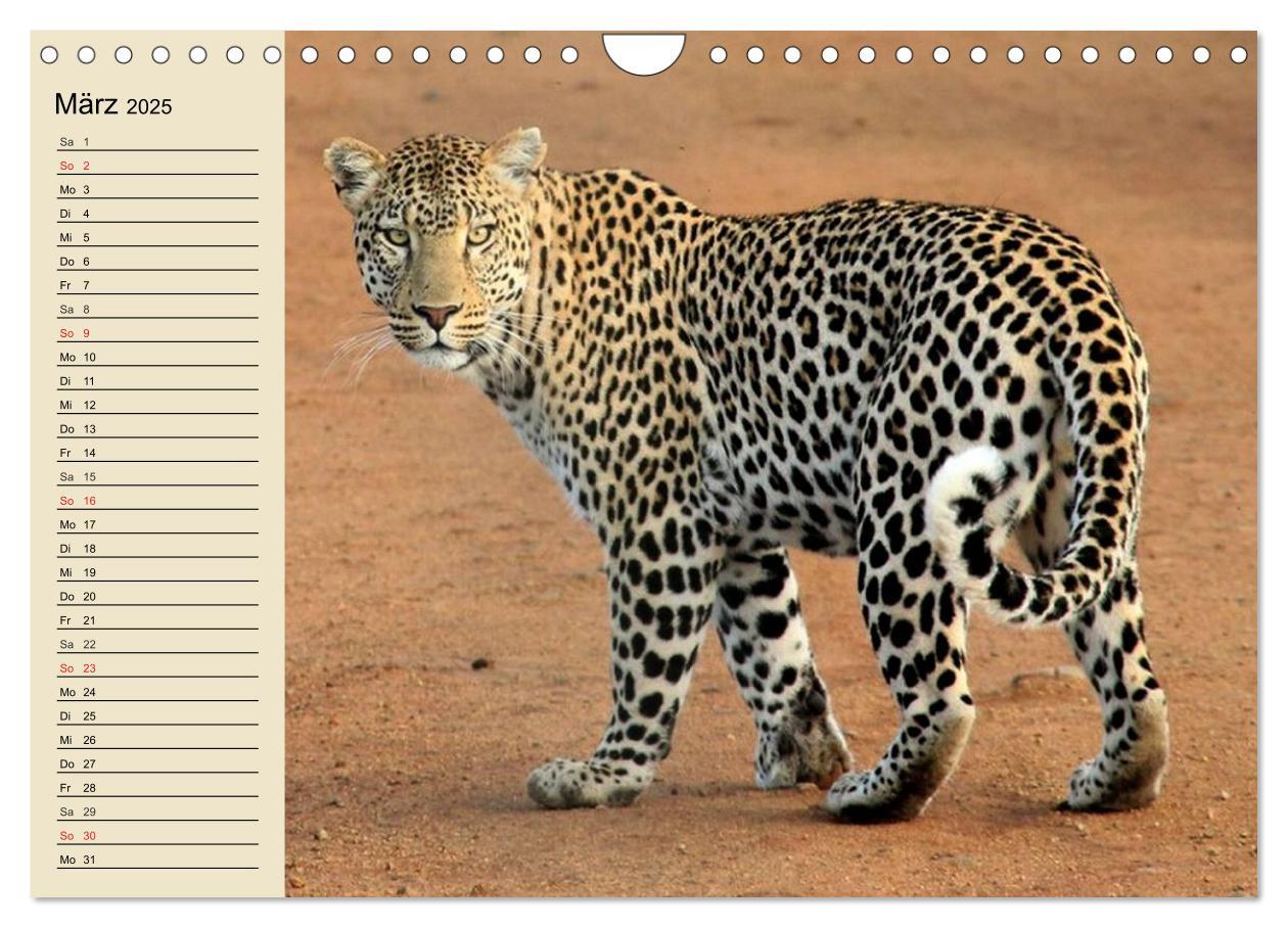 Bild: 9783435725328 | Die Lautlosen. Geparden und Leoparden (Wandkalender 2025 DIN A4...