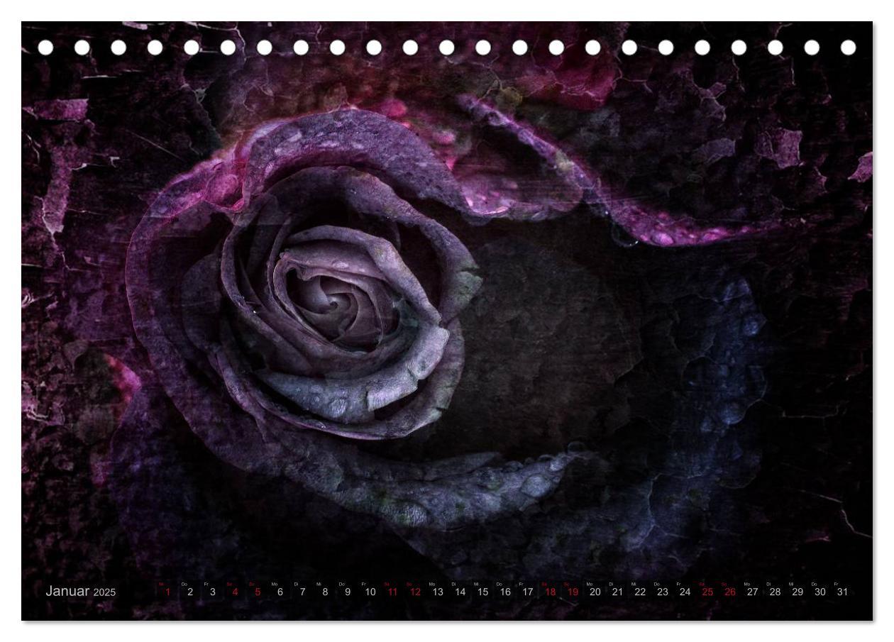 Bild: 9783435659104 | Gothic Rose - Rosen aus dem Garten der Finsternis (Tischkalender...