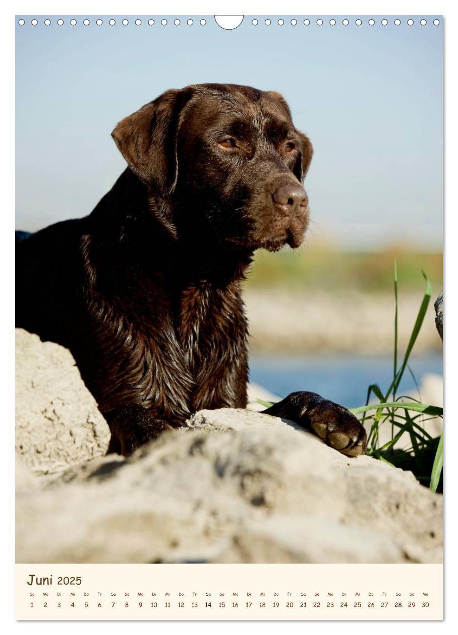 Bild: 9783457064870 | Labrador Retriever (Wandkalender 2025 DIN A3 hoch), CALVENDO...