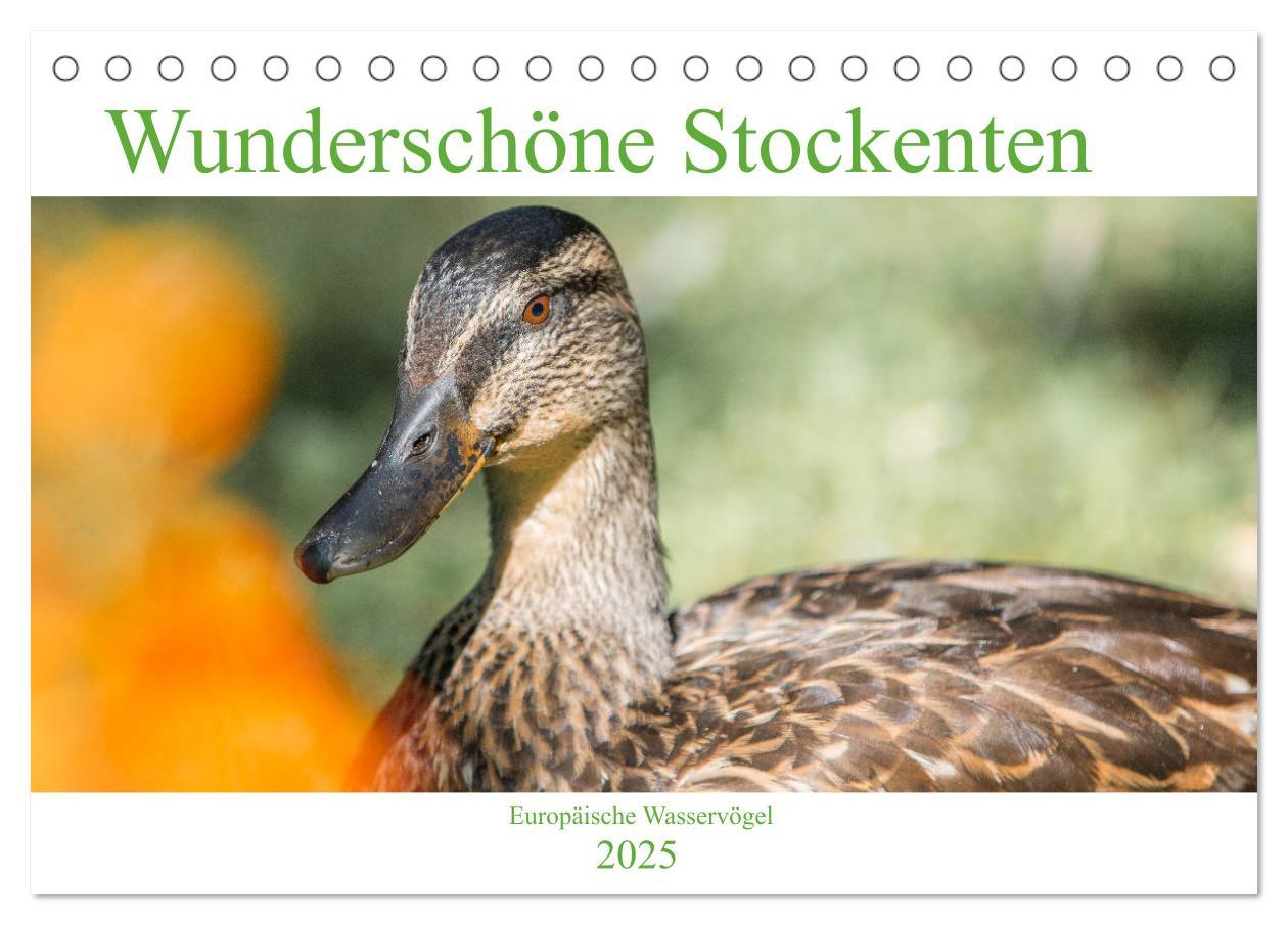 Cover: 9783435115358 | Wunderschöne Stockenten - Europäische Wasservögel (Tischkalender...