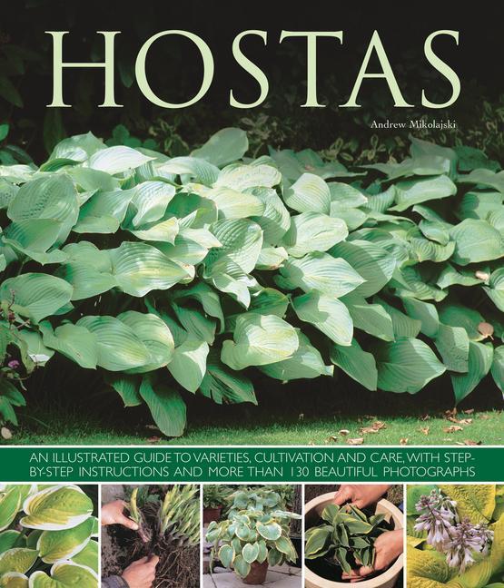 Cover: 9781780192383 | Hostas | Andrew Mikolajski | Taschenbuch | Kartoniert / Broschiert